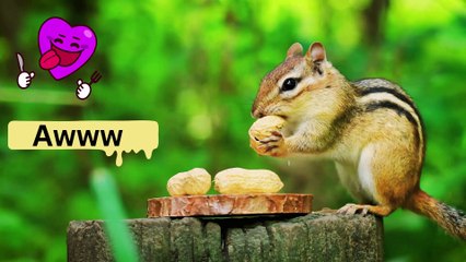 Animal, So much Cute little King