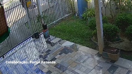 Ladrão conhecido por vizinhança em Fazenda Rio Grande é preso após furtar calopsitas e fiação elétrica; veja vídeo