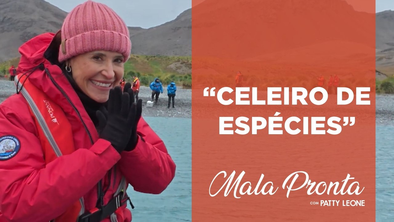 Pinguins, leões marinhos e muito mais: a vida selvagem nas Ilhas Geórgia do Sul | MALA PRONTA