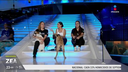 Cata y Vaca, dos perritas rescatadas, están es busca de una familia