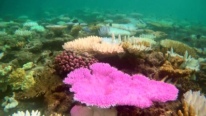 Branqueamento de corais quebra recorde após recorde