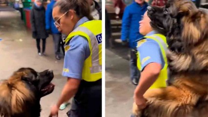 Hilarisch filmpje toont gigantische hond die agent op vernederende wijze "uitdaagt"