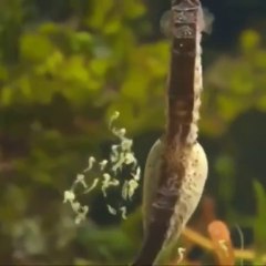 Male seahorse giving birth seahorse