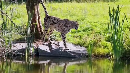 Animals pet more animals information