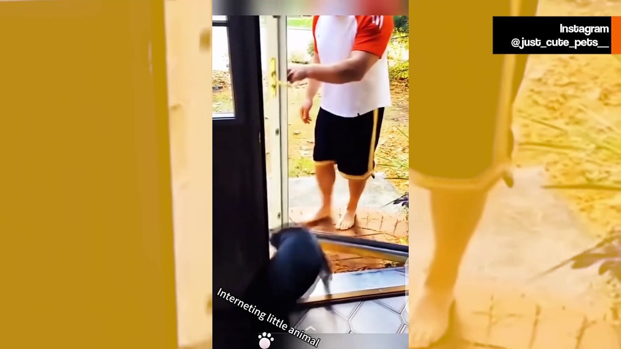 Hulvaton video paljastaa koirien ja lasiovien monimutkaisen suhteen