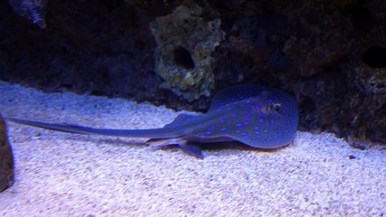 Vibrant Underwater World: A Journey Through Marine Life