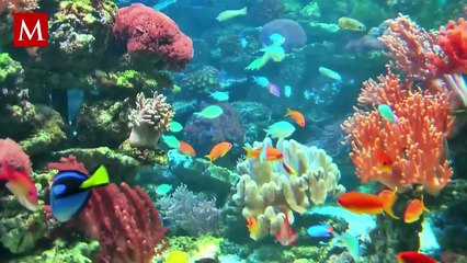 Emergencia en los océanos: Los arrecifes de coral enfrentan un blanqueamiento masivo