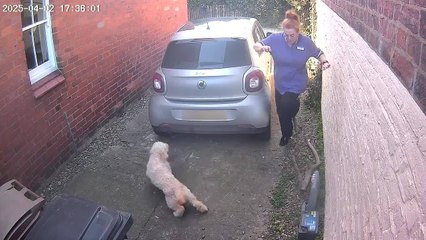 Woman Stumbles on Log While Exiting Her Car and Takes a Tumble