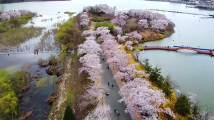 Flow State Music for Mind & Body