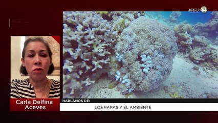 Los papas y el ambiente | Carla Delfina Aceves