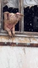 Pig Enjoys Snowfall While Looking Out Window