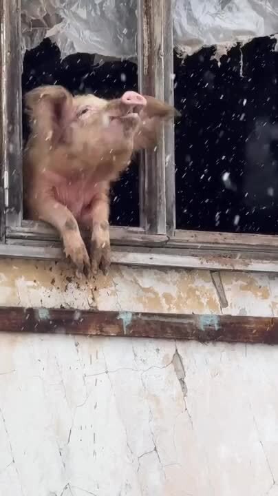 Pig Enjoys Snowfall While Looking Out Window