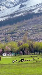#chunda #chundavalley #skardu #gilgitbaltistan #explorepakistan #travel #explore #beautifulpakistan