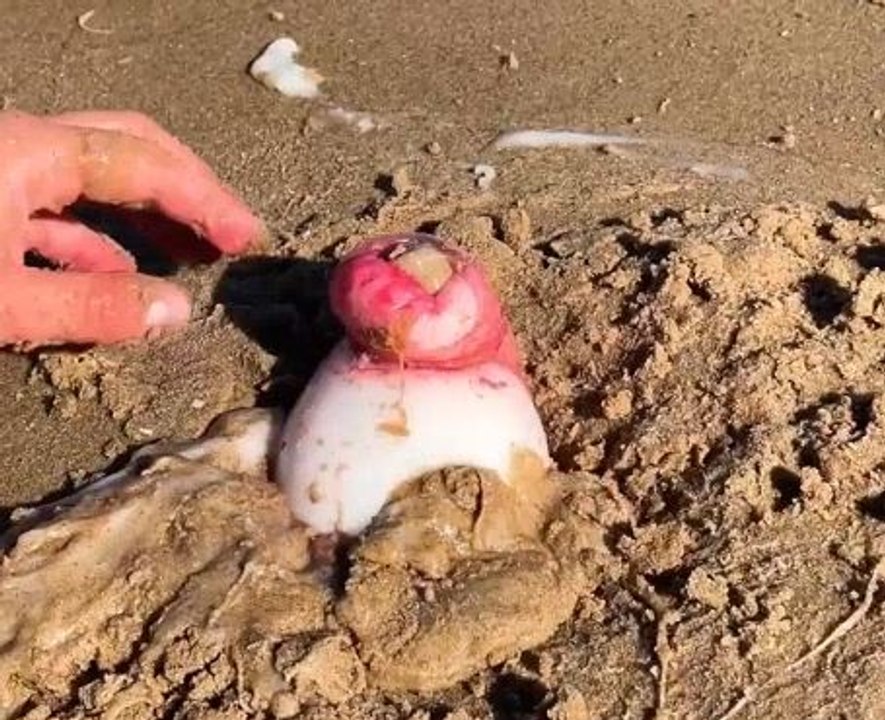 Ocean Oddities! The It's Hidden Creatures!