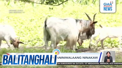 4 na kambing, pinaniniwalaang ninakaw | Balitanghali