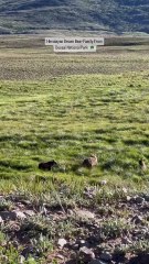 Majestic Himalayan Brown Bear 🐻 | Wild Beauty of Deosai National Park #shorts  #bear