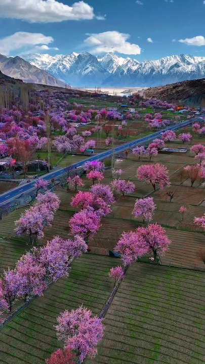 Spring Blossom in Baltistan – Nature’s Pink Paradise! #shorts #spring