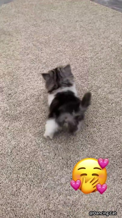 🐱 Funny cat videos _ cute cats _ Try not to laugh _ Cat videos Compilation #shorts  🐈