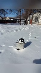 I want to kiss this baby #cute #adorable #pet #penguin #babyanimals #fluffy #cuteanimal