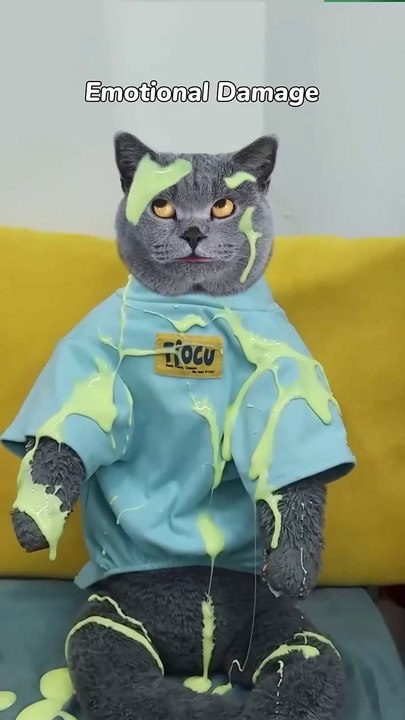 Easily Clear Your Stuffy Nose with the Magic Magnet!🤧🌬️ #funnycat #catmemes #trending - Oscar's-life style