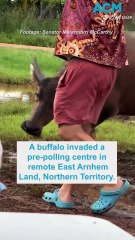 Buffalo invades Top End pre-polling booth
