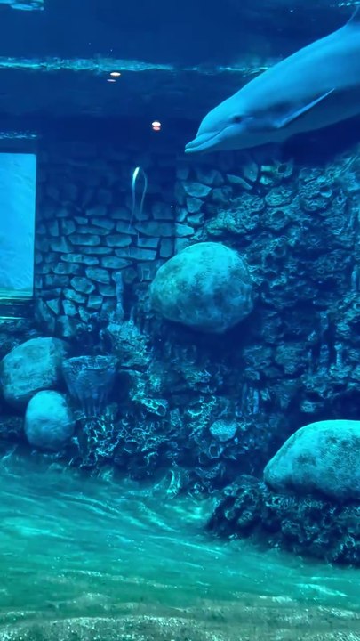 Dolphins,sea creature