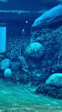 Dolphins,sea creature