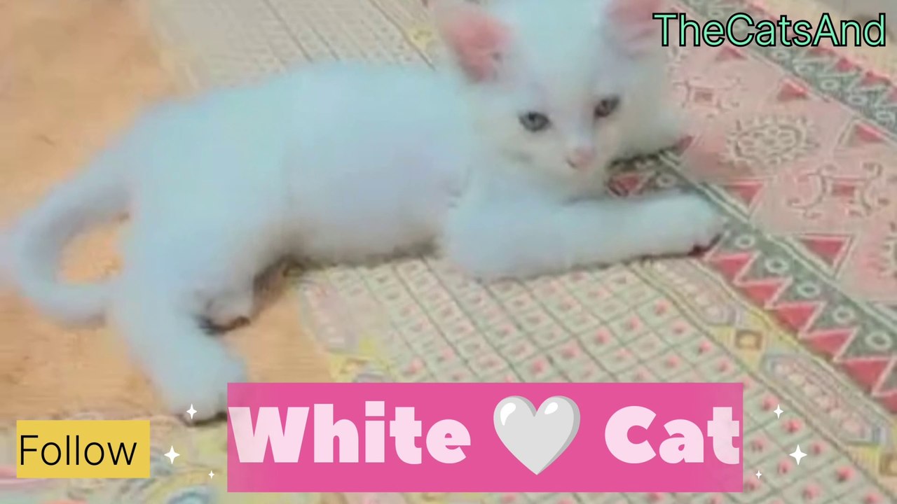 Playful White Kitten | Cute White Kitten | White Kitten Playing | Adorable White Kitten | Funny white Kitten |