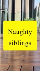 Saleemoffical presentation- naughty siblings #funny