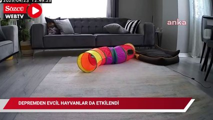 Depremden evcil hayvanlar da etkilendi, kediler hisseder hissetmez saklandı
