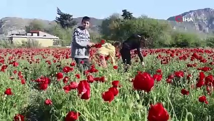 Bakla tarlası gelinciklerle kırmızıya boyandı!