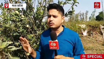 डॉक्टर बोला एप्पल खाओ, शहडोल में किसान ने 42 के तापमान में लगा दिया सेब का बगीचा