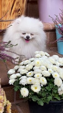 The Sweetest Puppy Smile That Will Melt Your Heart! 🐶❤️ | #CutePuppy #PuppySmile #AdorablePets #PuppyLove #DogLovers #CutenessOverload #FluffyPuppy