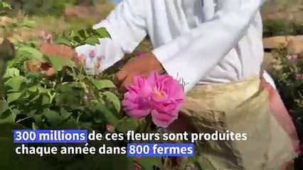 En Arabie saoudite, l'art d'extraire le parfum de la "cité des roses"