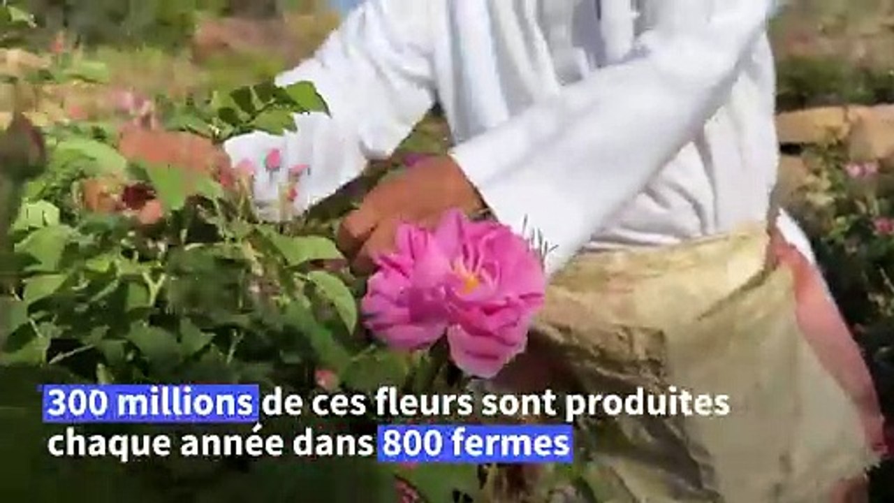 En Arabie saoudite, l'art d'extraire le parfum de la "cité des roses"