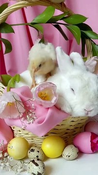 Cuteness Overload 🐣🐇 | #ChicksAndRabbit #CuteAnimals #BunnyLove #BabyChicks #AnimalFriendship