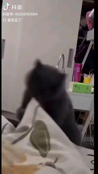 the laughing Cat