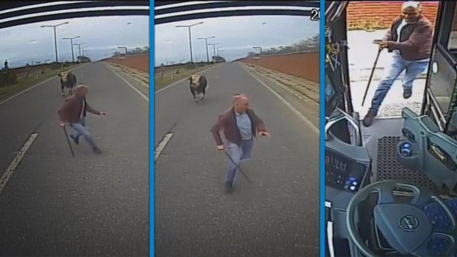 Otobüs şoförü, yola çıkan boğanın saldırısına uğradı; o anlar kamerada