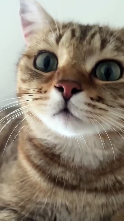 Kitten meowing to attract cats