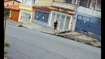 Tutor salva cachorro de ataque de pitbull durante passeio na rua