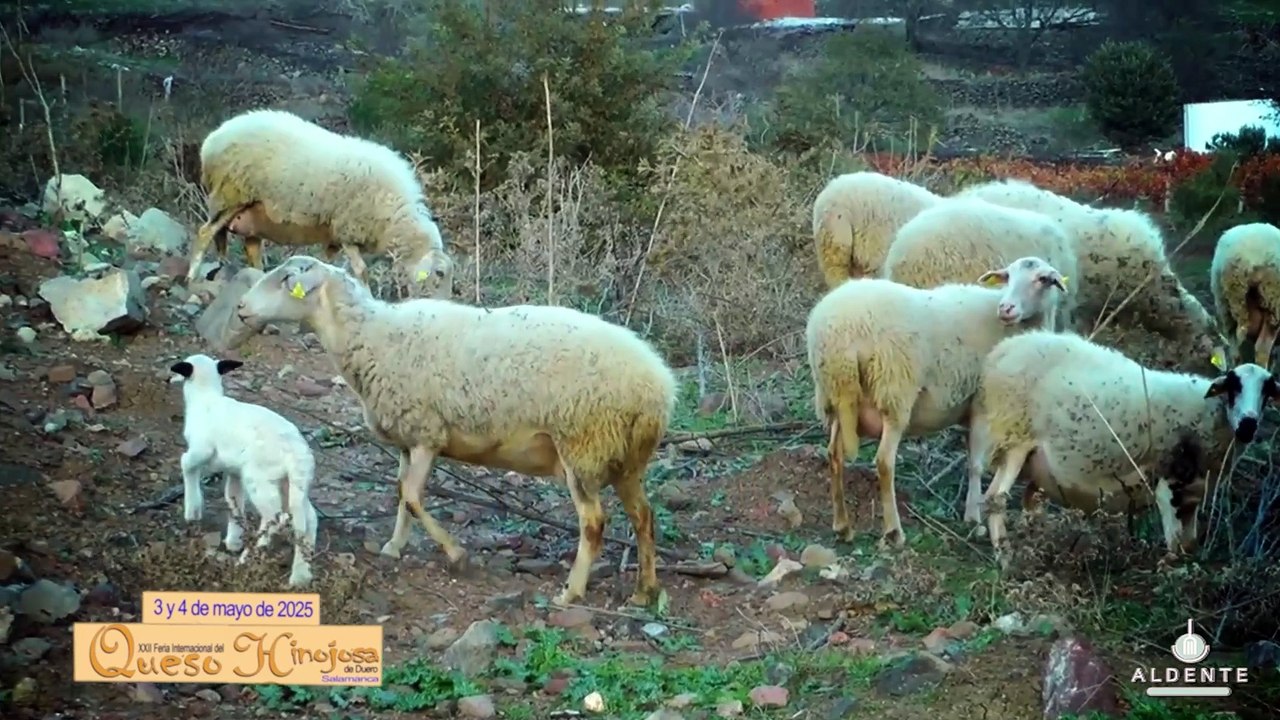 VIDEO 01 DAVID MONAGUILLO NOS ANUNCIA LA FERIA DEL QUESO 2025 CON LOS GERENTES DEL RESTAURANTE TAL VEZ DE HINOJOSA DEL DUERO EN EL EXTERIOR