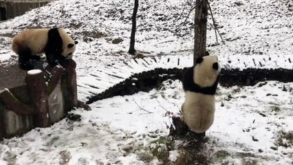 Panda 🐼 daily life:  Morning panda playing in the snowy ground   🐼(34)  #Panda #Lovely
