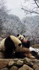 Panda 🐼 daily life:  Eat a carrot   🐼(35)   #Panda #Lovely