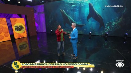 Qual a diferença entre lobo-marinho e leão-marinho? Cristian Dimitrius responde no Melhor da Noite