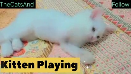 Kitten Playtime | Cat and Owner Bonding| #foryou #animals #cat #play