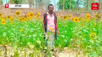 किसान खुद से कर सकते हैं नकली खाद की पहचान, कृषि विभाग ने बताएं आसान ट्रिक