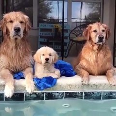 A family of Golden Retrievers goes to the pool. Too handsome !