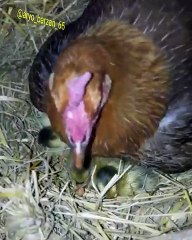 Admire how this hen bravely protects her little ones !!