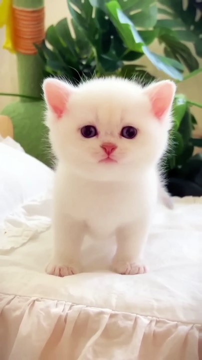 Cat 🐈 & cute baby 🐥 laughing video #funnyvideo #cutebaby #comedy #laugh #shorts