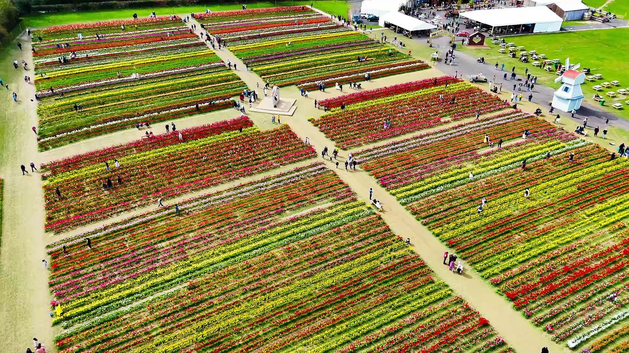 Taste of Holland at West Sussex tulip festival